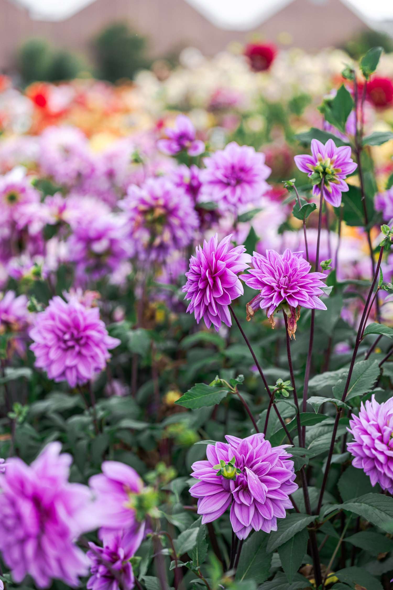 Daalia 'Lilac Time'